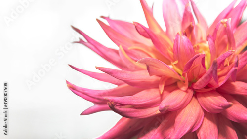 Fototapeta Naklejka Na Ścianę i Meble -  pollen flower in pink flower in nature
