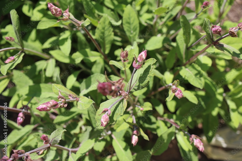 Szałwia lekarska sage Salvia officinalis herbs Szałwia lekarska sage Salvia officinalis herbs