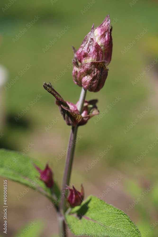 Szałwia lekarska sage Salvia officinalis herbs Szałwia lekarska sage Salvia officinalis herbs