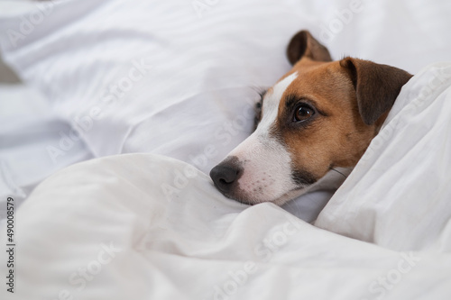 Jack Russell Terrier dog lies in bed under the covers. The pet sleeps in the bedroom.