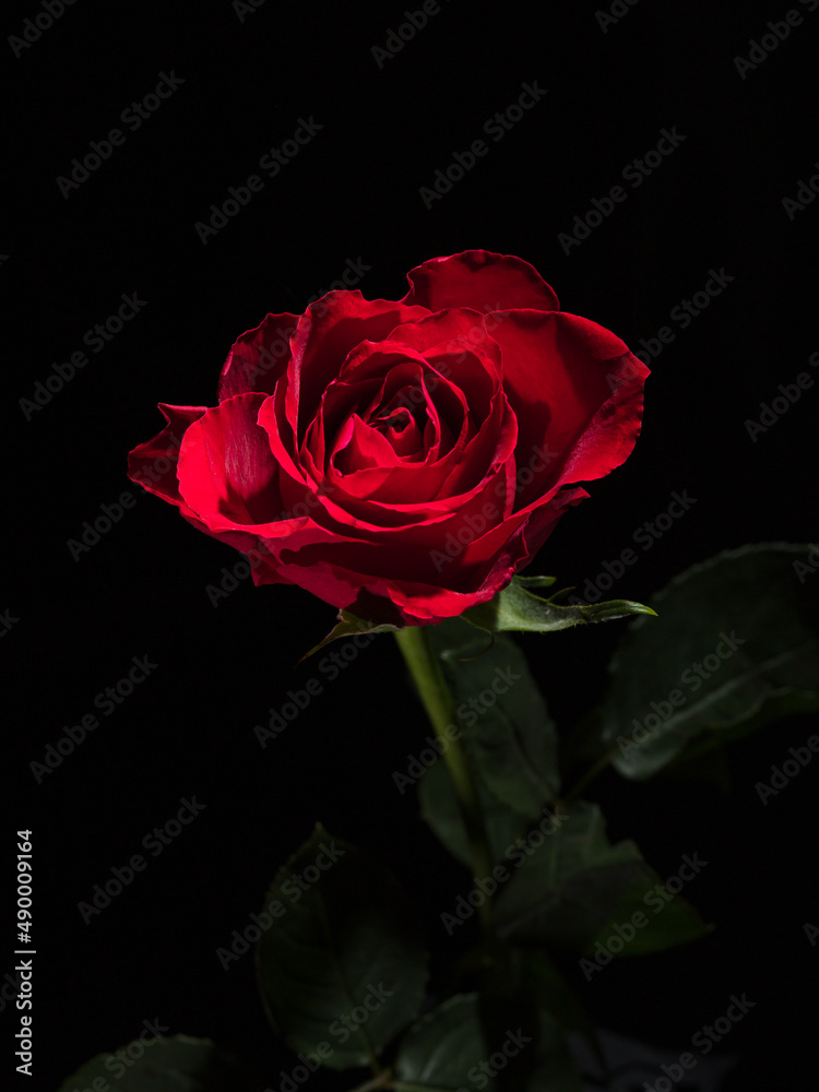 Portrait Of A Rose Portrait Of A Rose