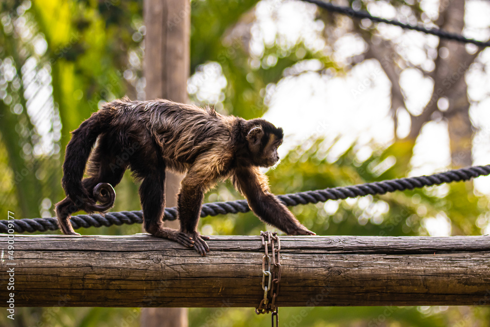 Naklejka premium monkey on a log