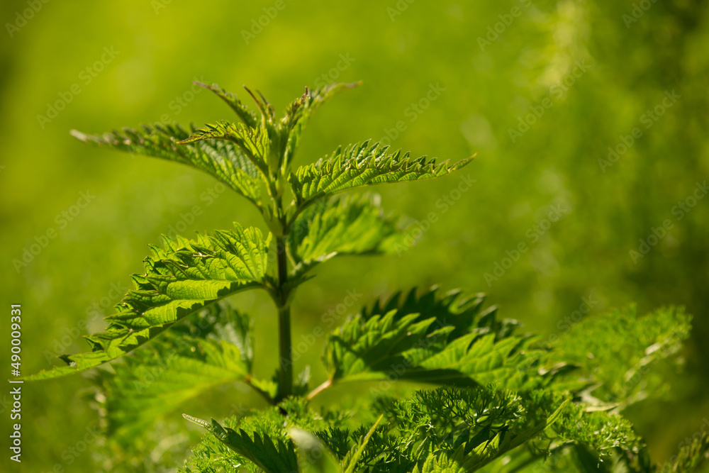 Nettle leaves close-up. Medicinal plant.