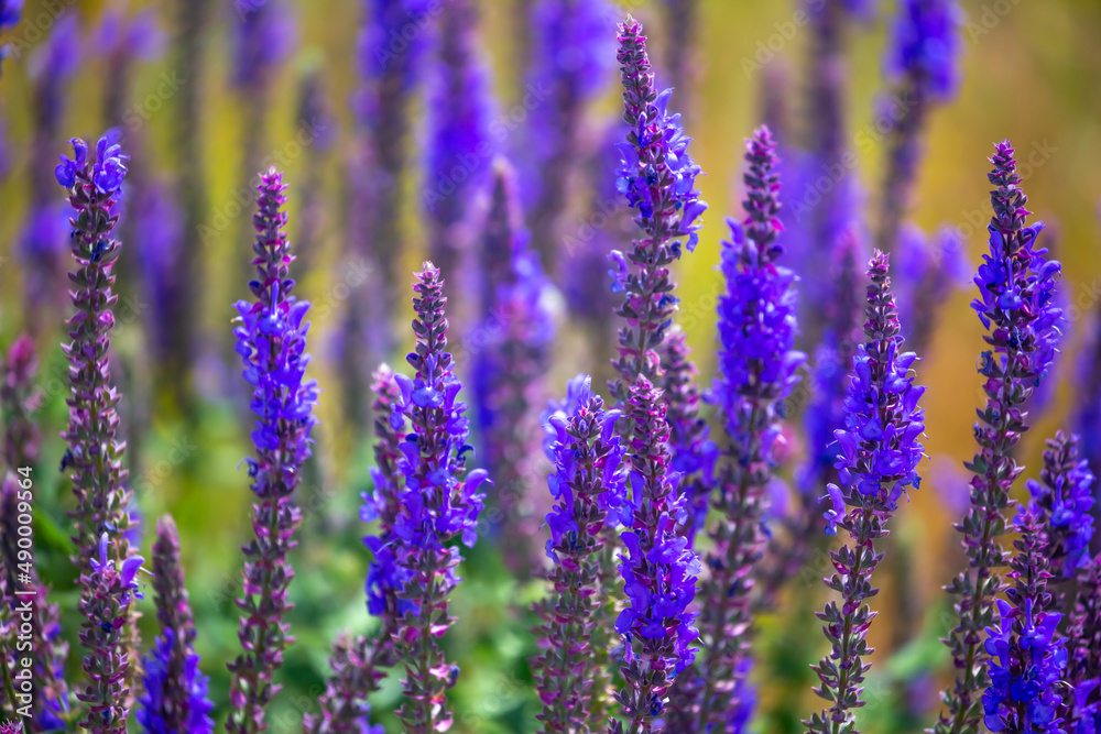 Obraz premium Lavender flower plantation. Blooming lavender field close up. Beautiful all-natural nature. Floral landscape.