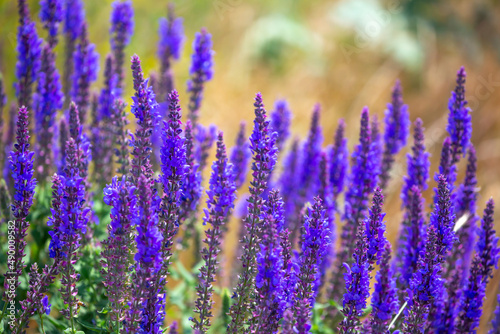 Lavender flower plantation. Blooming lavender field close up. Beautiful all-natural nature. Floral landscape.