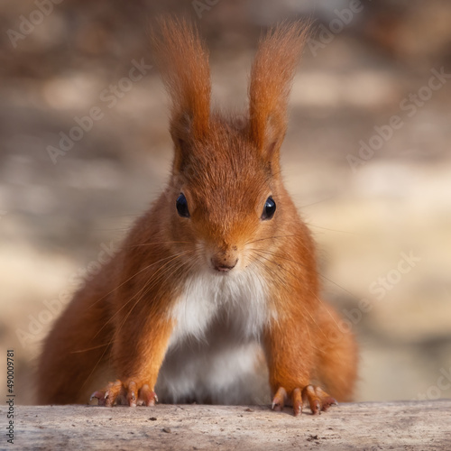 Closeup of a cute red squirrel with long ear tufts 