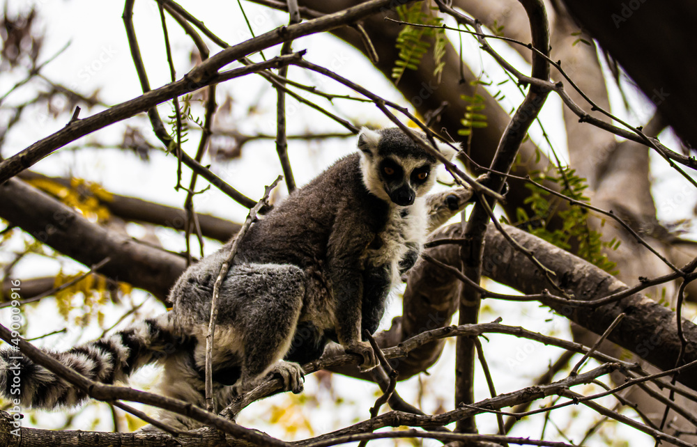 Fototapeta premium lemur on tree
