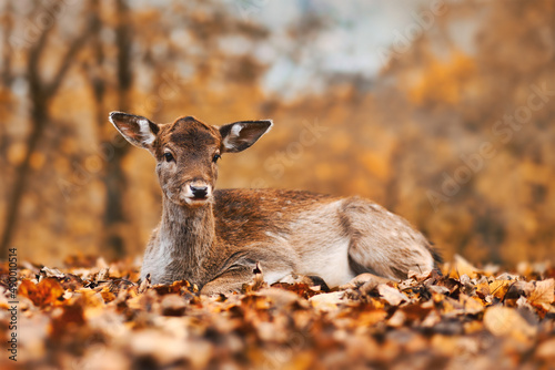 Fotografia, Obraz Fawn colored young european fallow deer lying down in autumn forest