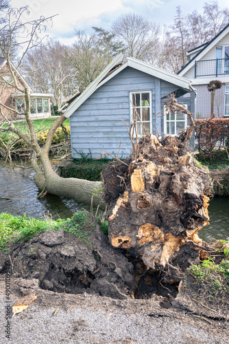 A tree has fallen into the water due to strong wind gusts during storm 