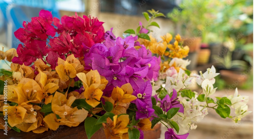 Large graphics bush flower spreading shrub of pink, yellow, red, purple, and white bougainvillea. Large graphics bush flower spreading shrub of pink, yellow, red, purple, and white bougainvillea.