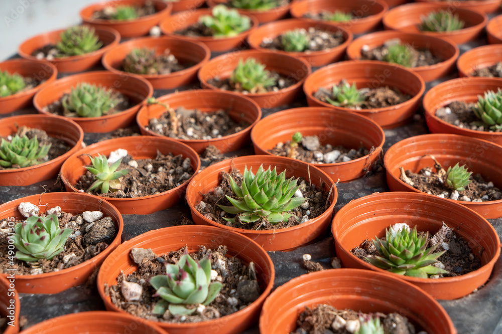 Close-up view of succulents with selective focus. Close-up view of succulents with selective focus.