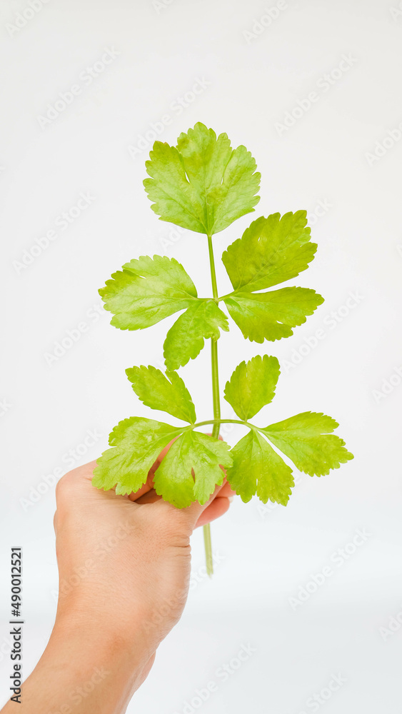 fresh celery leaves isolated on white background fresh celery leaves isolated on white background