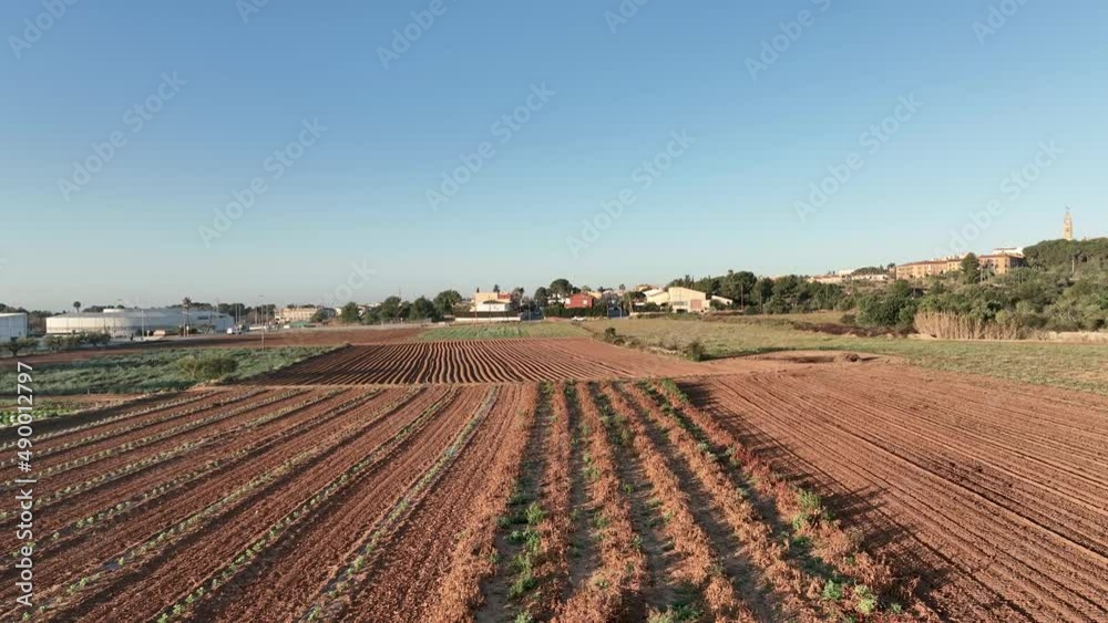 A steady flight above the agricultural fields. Neat rows of produce are rising above the soil. A city panorama is visible in the background A steady flight above the agricultural fields. Neat rows of produce are rising above the soil. A city panorama is visible in the background