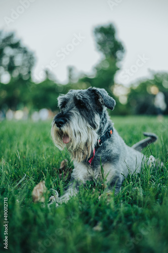 Wallpaper Mural Beautiful dog in a dog park playing and having fun Torontodigital.ca