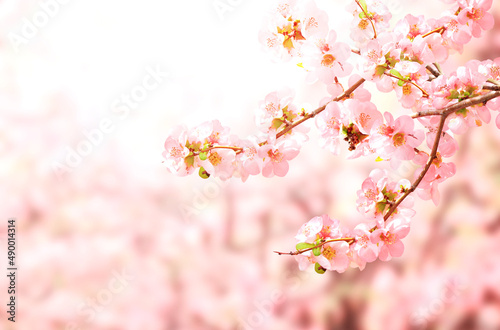 Horizontal spring banner with Japanese Quince flowers (Chaenomeles japonica) of pink color on sunny backdrop