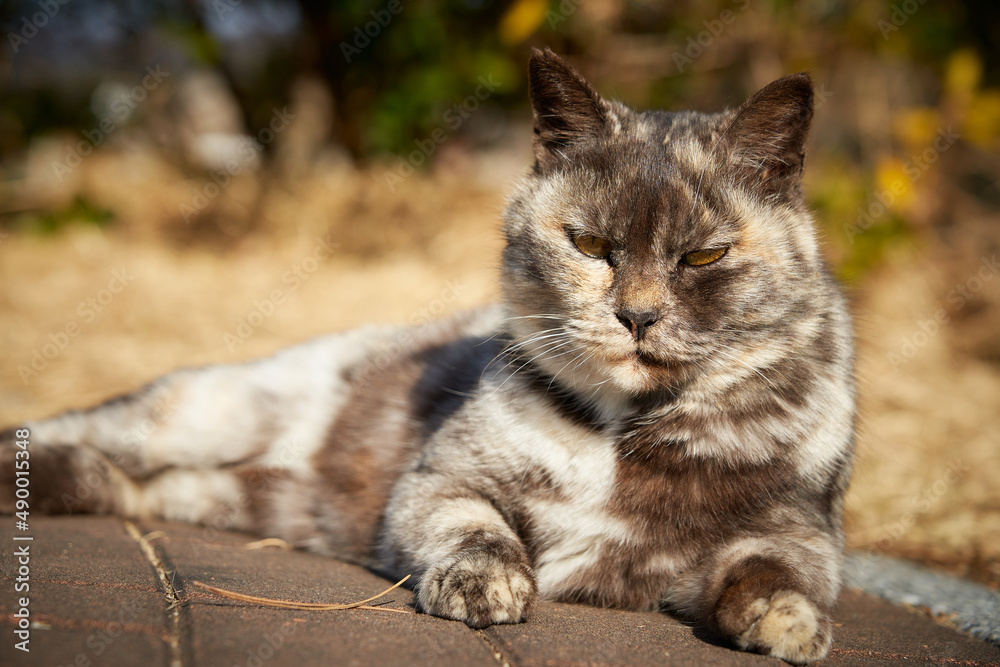 Obraz premium 野良猫