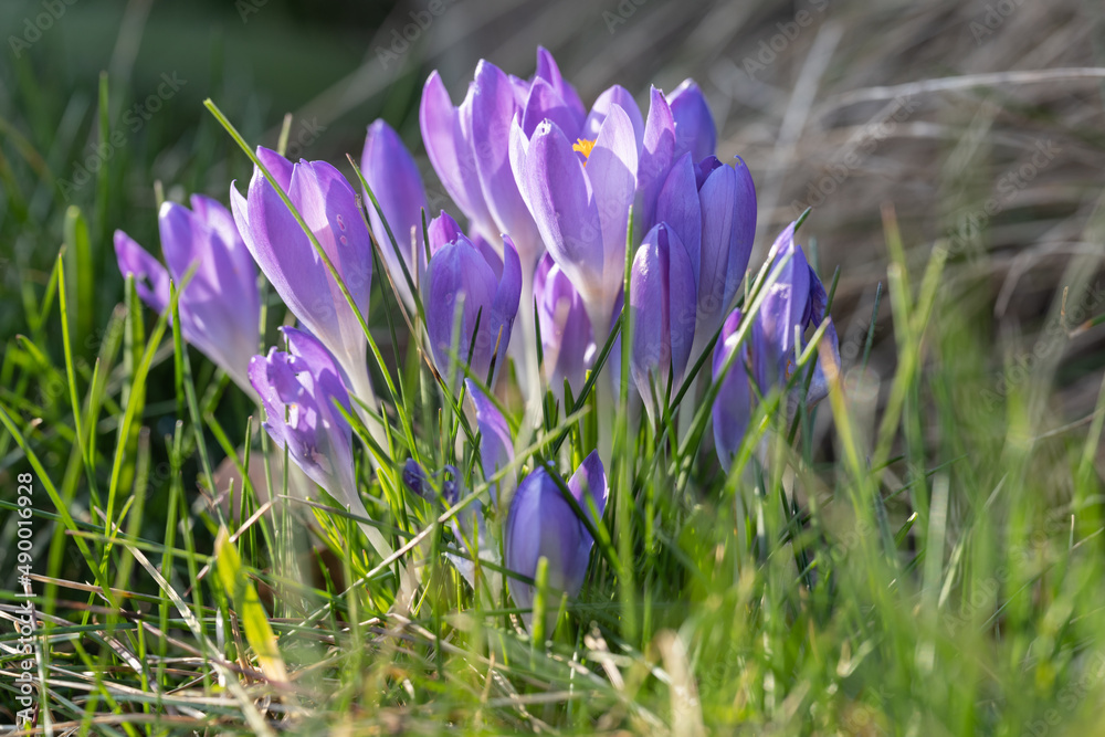 Krokusse auf einer Frühlingswiese im Garten, Park oder in der Natur. Sie erfreuen Menschenuns sind für Insekten eine erste Nahrungsquelle vieler Insekten. Krokusse auf einer Frühlingswiese im Garten, Park oder in der Natur. Sie erfreuen Menschenuns sind für Insekten eine erste Nahrungsquelle vieler Insekten.