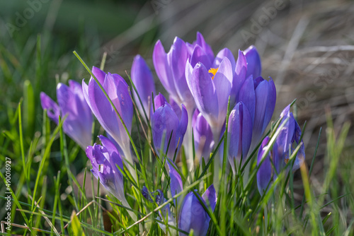 Krokusse auf einer Frühlingswiese im Garten, Park oder in der Natur. Sie erfreuen Menschenuns sind für Insekten eine erste Nahrungsquelle vieler Insekten.