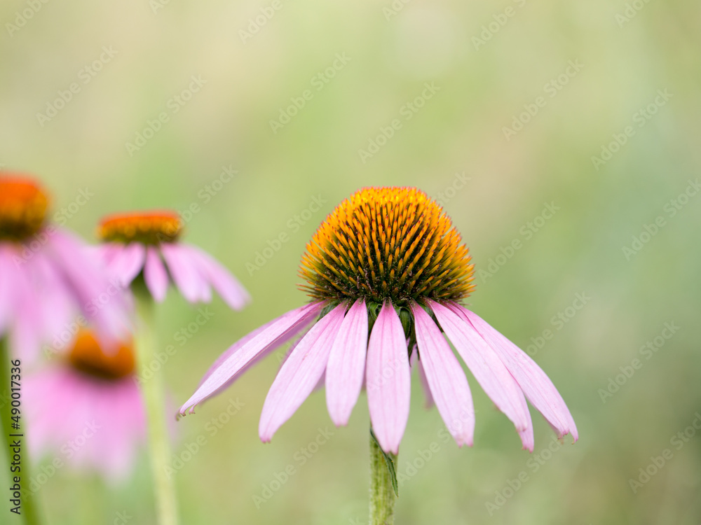 Bright summer flowers, beautiful and saturated shades Bright summer flowers, beautiful and saturated shades