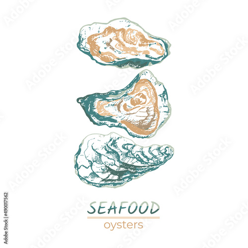 314_oyster_set of fresh oysters, shells sketch, vector graphic template illustration for farm logo