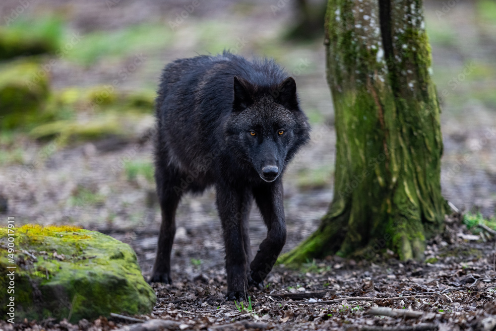 Black wolf walking in the forest Black wolf walking in the forest