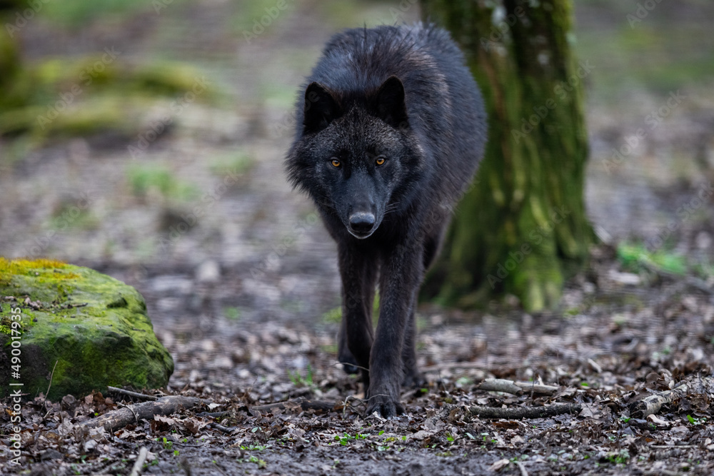 Black wolf walking in the forest