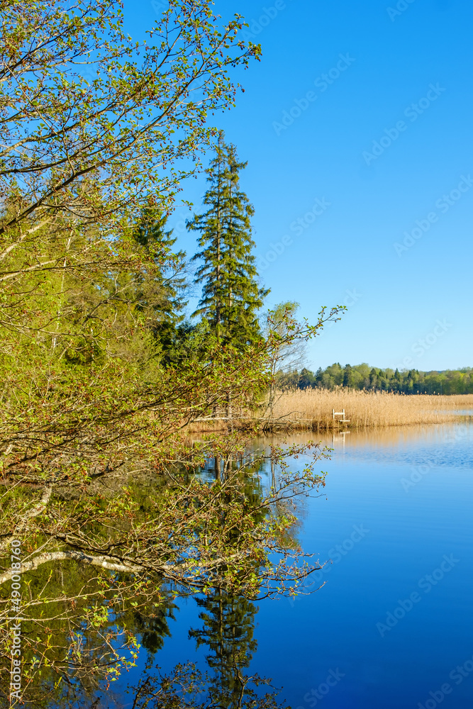 Obraz premium Lake with budding tree branches at spring