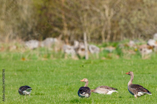 Flock with Greylag goose on a field © Lars Johansson