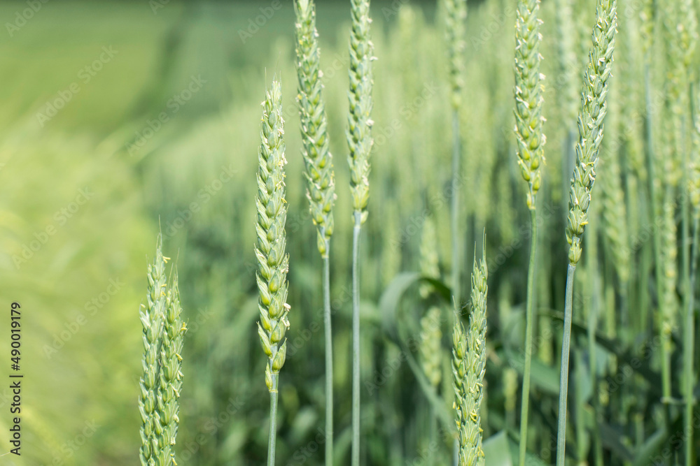 Young green ears of wheat (triticum aestivum) are blooming on a farmland. Grain cereal crop, health food.