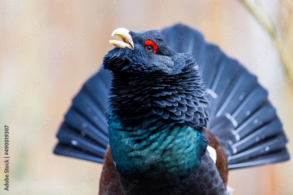 Portrait of a Western Capercaillie in the forest