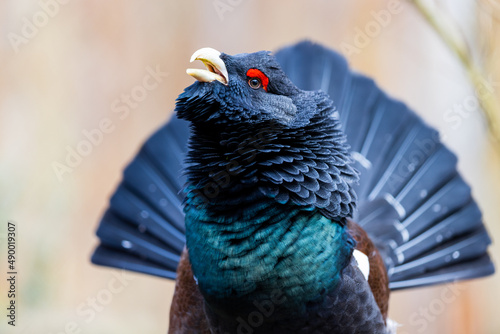Obraz na płótnie Portrait of a Western Capercaillie in the forest w salonie