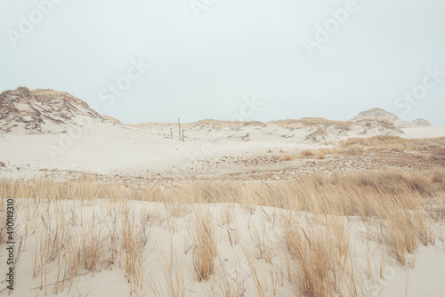 Fototapeta Naklejka Na Ścianę i Meble -  Desert sand dunes. Moving dunes of Łeba.