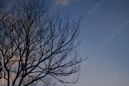 silhouette of a tree against the sky on sunest time
