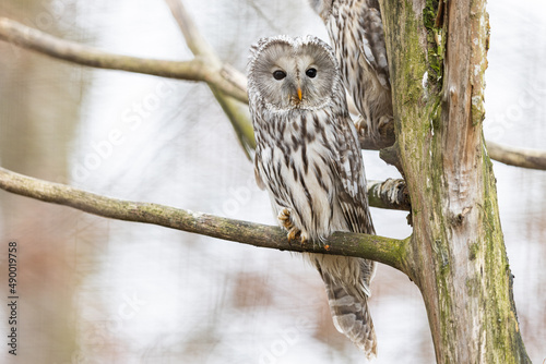 Ural owl resting in a tree photo