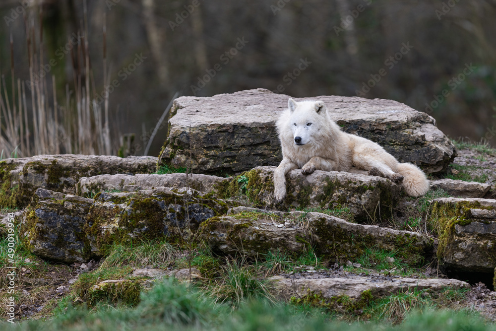 White wolf resting in the forest