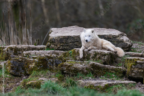 Obraz na płótnie White wolf resting in the forest w salonie