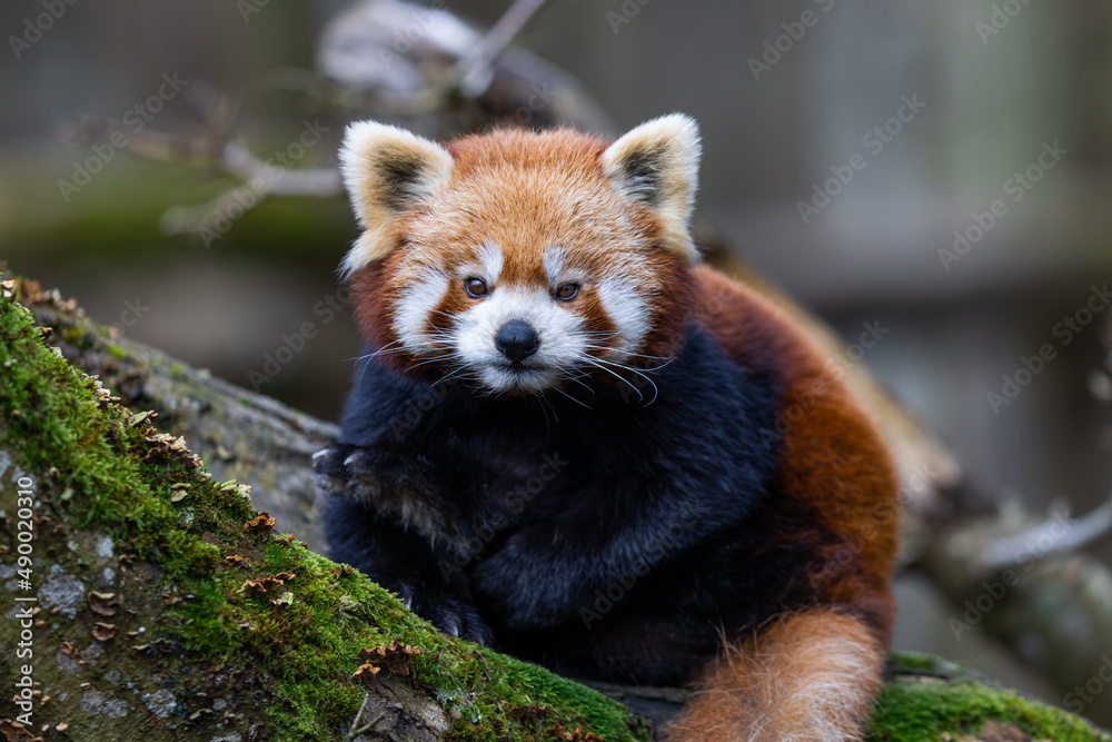 A red panda walking on a tree