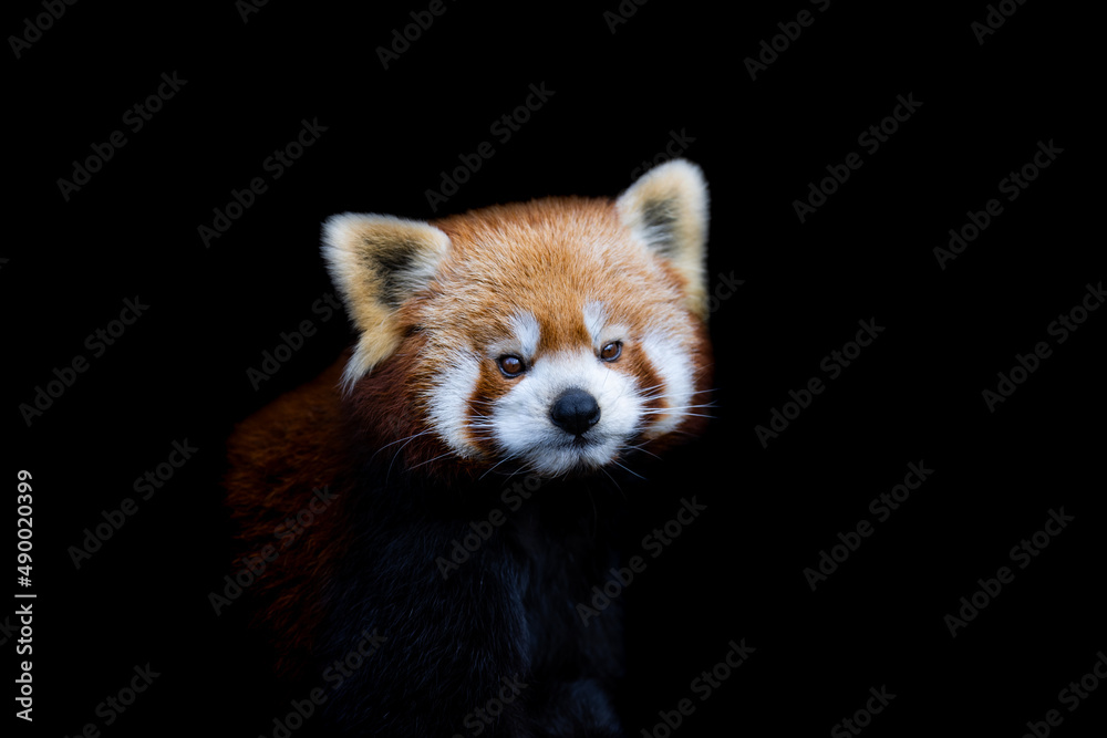 Portrait of a red panda with a black background