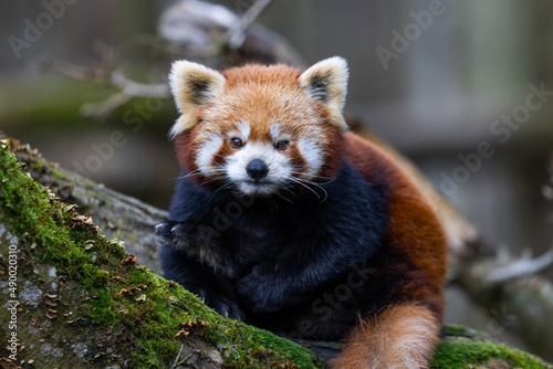 Obraz na płótnie A red panda walking on a tree w salonie