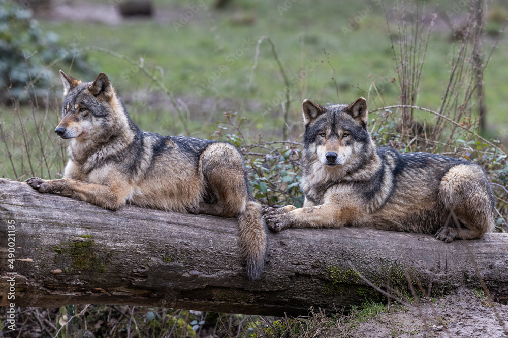 Grey wolf in the forest