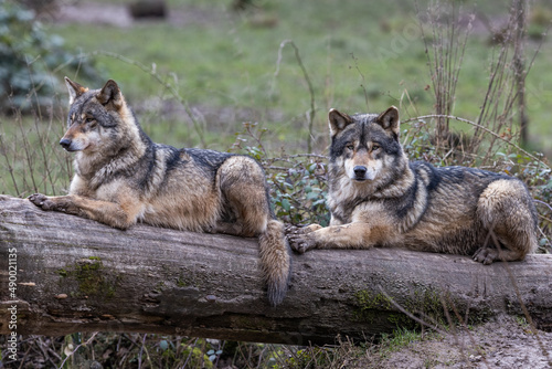 Obraz na płótnie Grey wolf in the forest w salonie