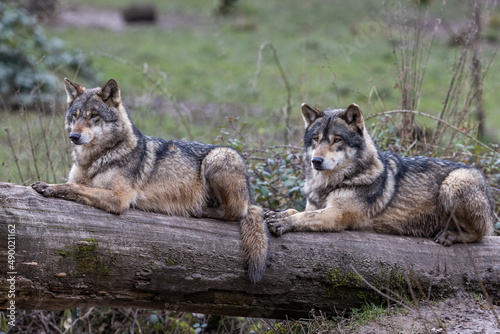 Obraz na płótnie Grey wolf in the forest w salonie