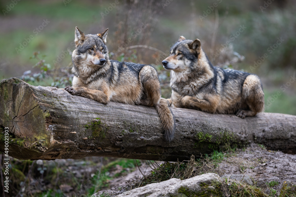 Grey wolf in the forest