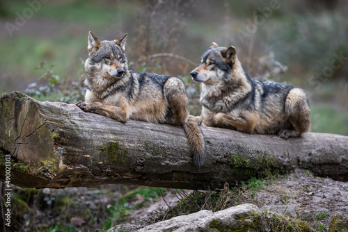 Obraz na płótnie Grey wolf in the forest w salonie