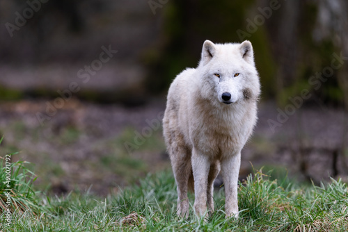 Obraz na płótnie White wolf resting in the forest w salonie