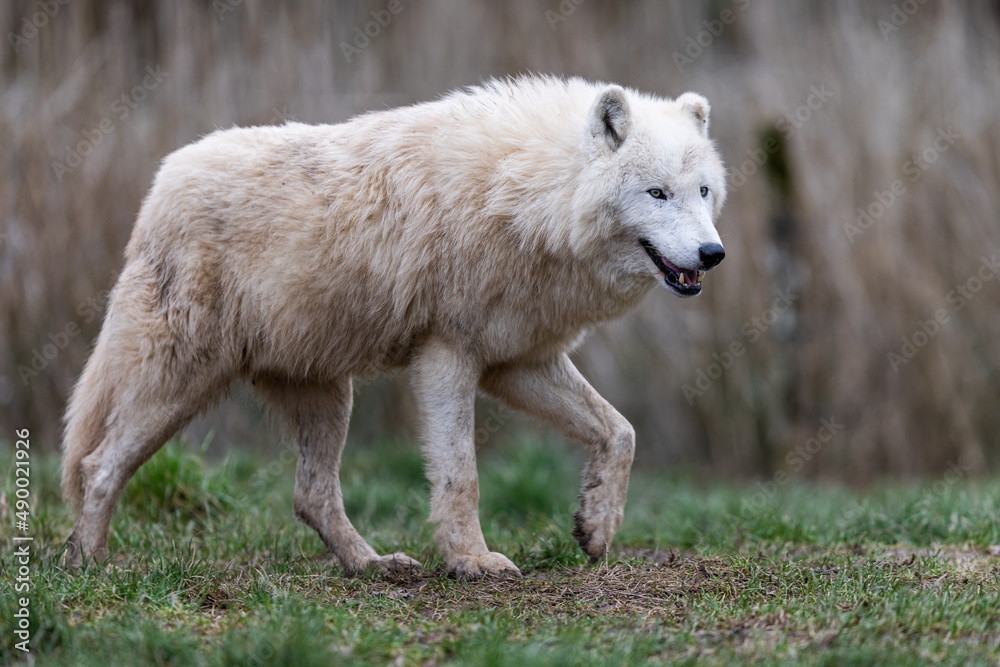 White wolf resting in the forest