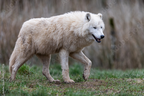 Obraz na płótnie White wolf resting in the forest w salonie