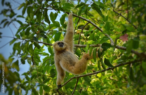 White-handed gibbon or Gibbons on trees, gibbon hanging from the tree branch. Animal in the wild, Khao Yai National Park, Thailand.