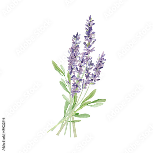 Watercolor lavender bouquet for wedding card. Hand painted vintage violet flowers with leaves and branch isolated on white background. Spring wildflowers wreath illustration for invite card,  logo