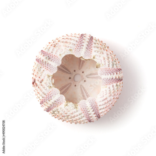 Fauna of Atlantic ocean around Gran Canaria - skeletons of Paracentrotus, sea urchin isolated on white background 